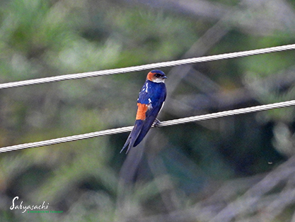 Red-rumped swallow