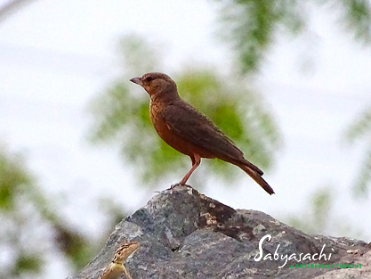 Rufous-tailed lark