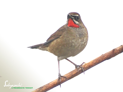 Siberian Rubythroat