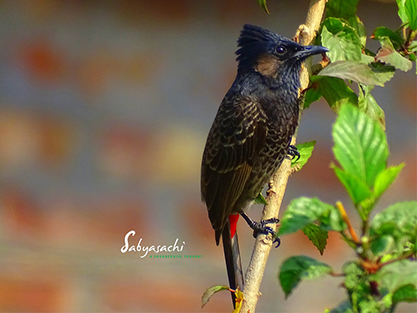 Red-vented bulbul