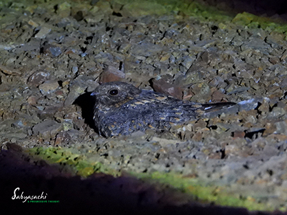 Savanna nightjar