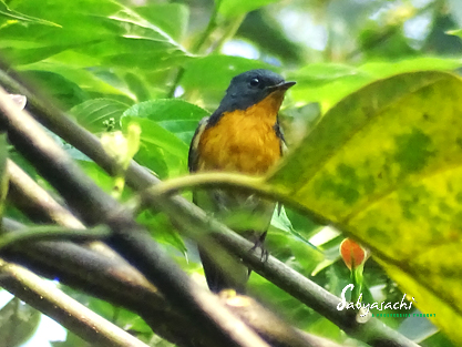 Slaty-backed flycatcher
