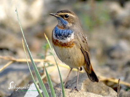Bluethroat
