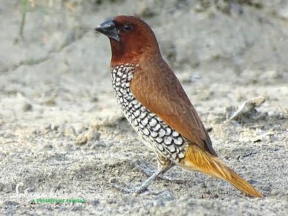 Scaly-breasted munia