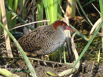 Slaty-breasted rail