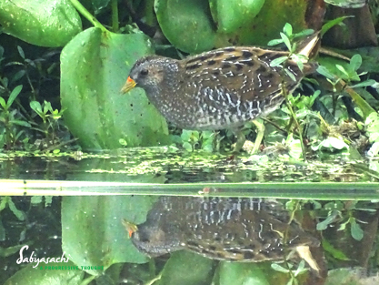 Spotted crake