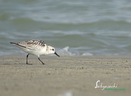 Sanderling