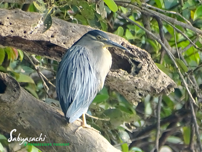 Striated heron