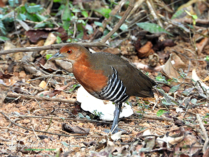 Slaty-legged crake