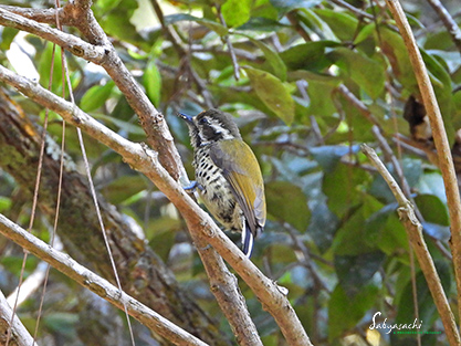 Speckled piculet