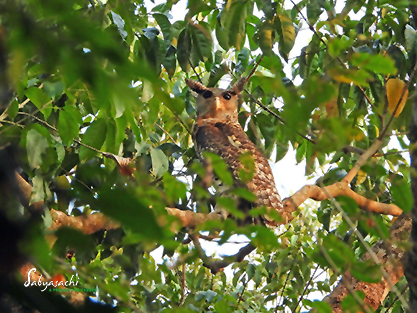 Spot-bellied eagle-owl