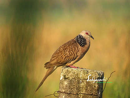 Spotted dove