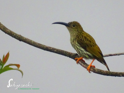 Streaked spiderhunter