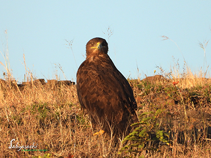 Steppe eagle