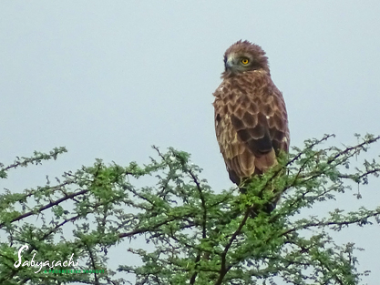 Short-toed snake eagle