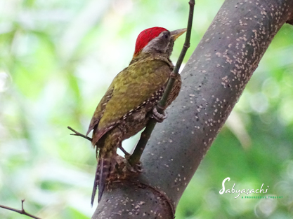 Streak-throated Woodpecker