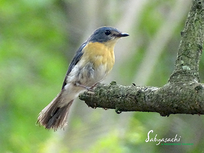 Tickell's blue flycatcher