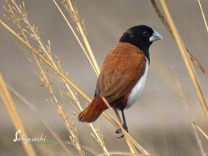 Tri Color Munia