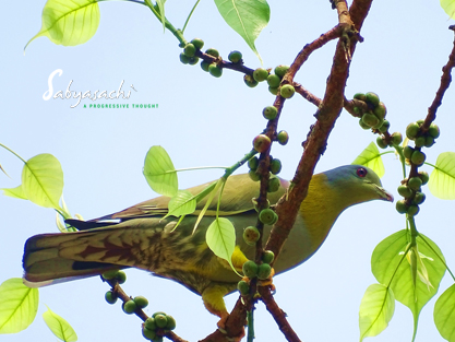 Yellow footed green pigeon