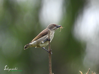 Thick-billed flowerpecker