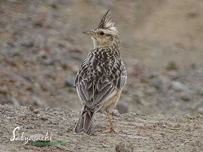 Tawny Lark