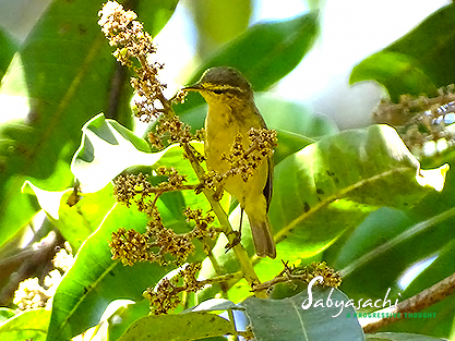 Tickell's leaf warbler