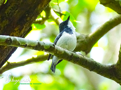 Ultramarine flycatcher