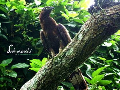 Oriental honey buzzard