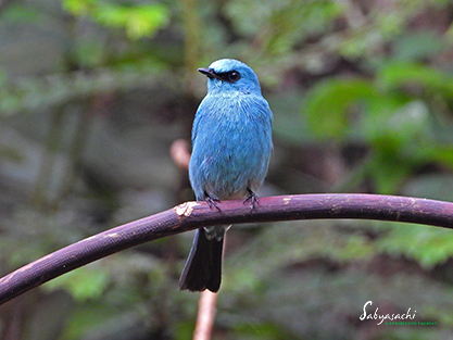 Verditer flycatcher