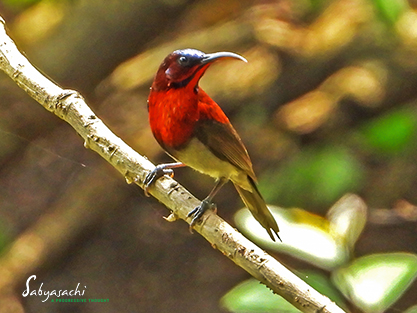 Vigors's sunbird