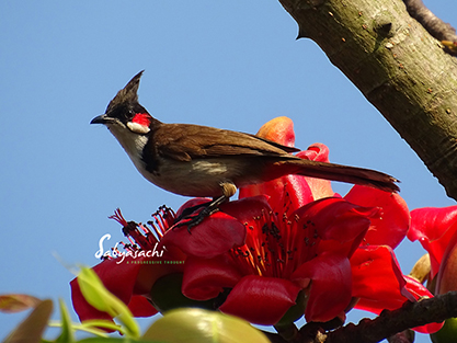 Red-whiskered bulbul