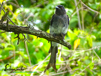 White-bellied drongo