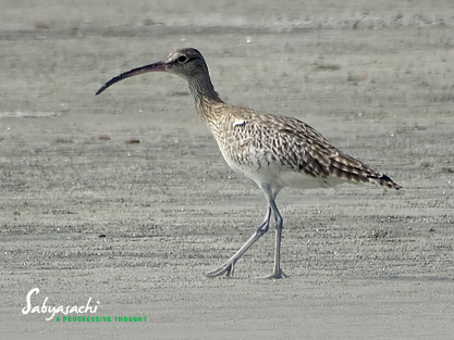 Whimbrel