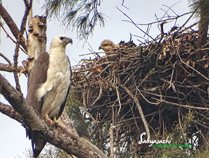 White-bellied sea eagle