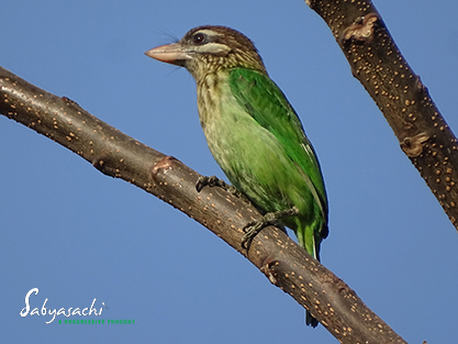 White-cheeked barbet