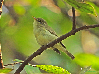 Western crowned warbler