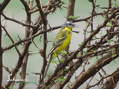 Western Yellow Wagtail