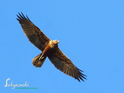Eurasian Marsh-Harrier