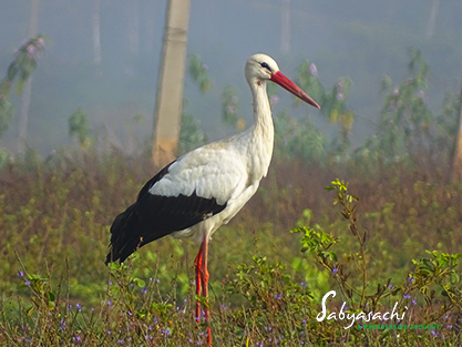 White stork