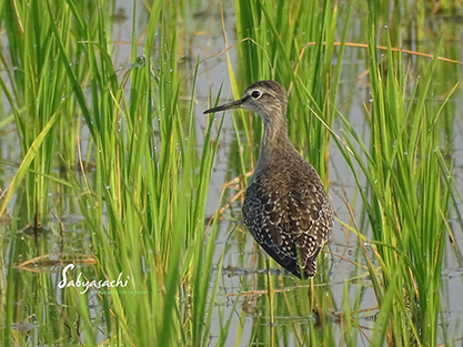 Wood Sandpiper