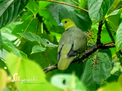Wedge-tailed green pigeon female