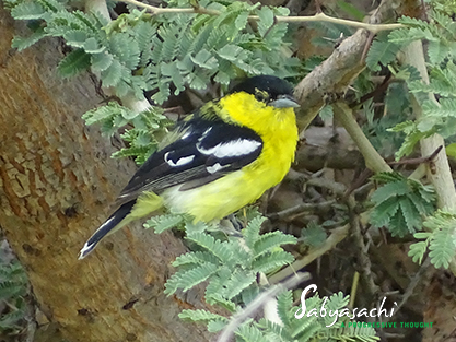 White-tailed Iora
