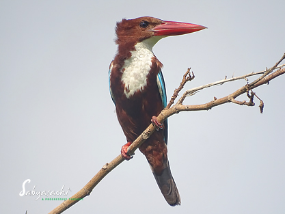 White-throated Kingfisher