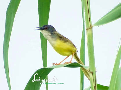 Yellow-bellied prinia