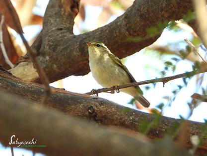 Yellow-browed Warbler