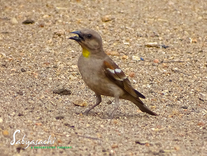 Yellow-throated sparrow