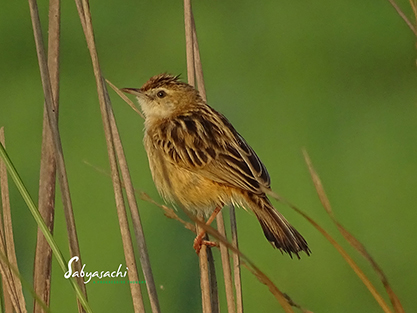 Zitting Cisticola